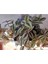Balkon Saksılı Telgraf (Makhala, Spiderwort, Tradescantia Zebrina) 3