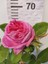 Yediveren Isbarta Gülü (Şam Gülü, Damask Rose, Reçellik Gülü) 3
