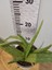 Aloe Vera Canlı Bitki 2