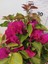 Begonvil (Paper Flower, Bouganivillea) 2