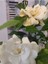 Gardenya (Cape Jasmine, Gardenia Jasminoides) 1