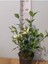 Gardenya (Cape Jasmine, Gardenia Jasminoides) 2