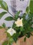 Gardenya (Cape Jasmine, Gardenia Jasminoides) 3