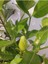 Gardenya (Cape Jasmine, Gardenia Jasminoides) 4