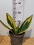 Kılıç Bitkisi (Pegember Kılıcı, Paşa Kılıcı, Sansevieria Trifasciata) 1