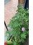 Itır Çiçeği (Itra, Geraniums, Kokulu Sardunya ) 1