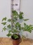 Itır Çiçeği (Itra, Geraniums, Kokulu Sardunya ) 2