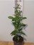 Gece Melisası (Night Blooming Jasmine, Kolonya, Mesk Allayl) Dış Mekan Bitkisi 1