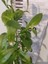 Gece Melisası (Night Blooming Jasmine, Kolonya, Mesk Allayl) Dış Mekan Bitkisi 2