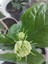 Katmerli Kokulu Ful Yasemini (Jasminum Sambac, Şam Fulu) 3