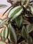Telgraf Çiçeği (Makhala, Spiderwort, Tradescantia Zebrina) 2