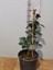 Yediveren Katmerli Gülü (Tea Rose, Rosa Hybrida) 1