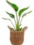 Starliçe-Beyaz Cennet Kuşu Basic Hasır Saksılı 40-60 cm (Strelitzia Nicolai) 1