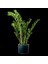 Zamia Bitkisi - Zamioculcas Ruby Antrasit Saksılı 80-100 cm 1