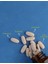 Fixer Multivitamin Mineral Ginseng 30 Tablet 4