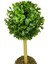 Yapay Ağaç Şimşir Top Tek Toplu 12X31CM Beyaz Saksıda 4