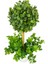 Yapay Ağaç Şimşir Top Tek Toplu Şimşirli 12X31CM Beyaz Saksıda 2