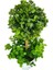 Yapay Ağaç Şimşir Top Tek Toplu Şimşirli 12X31CM Beyaz Saksıda 3