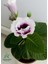 Beyaz Ortası Mor Bardak Menkeşsi 1 Adet Saksılı 10-15CM Gloxinia 2