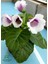 Beyaz Ortası Mor Bardak Menkeşsi 1 Adet Saksılı 10-15CM Gloxinia 3