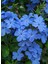 Sarmaşık Mavi Çiçekli Yasemin Fidanı 30-60CM (Blue Jasmine) 1