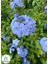 Sarmaşık Mavi Çiçekli Yasemin Fidanı 30-60CM (Blue Jasmine) 2