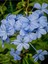 Sarmaşık Mavi Yasemin Fidanı 30-60CM (Blue Jasmine) 1