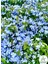 Sarmaşık Mavi Yasemin Fidanı 30-60CM (Blue Jasmine) 2