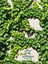 Hedera Helix Duvar Sarmaşığı Makrome Saksılı 1 Adet 20-40 cm 2