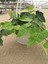 Hedera Helix Duvar Sarmaşığı Makrome Saksılı 1 Adet 20-40 cm 3