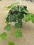Hedera Helix Duvar Sarmaşığı Makrome Saksılı 1 Adet 20-40 cm 1