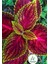 Garden Box Yaprak Güzeli Çiçeği 1 Adet 10-20CM (Coleus) 1