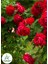 Garden Box Kırmızı Sarmaşık Gül 1 Adet Saksılı/tüplü 50-80 cm (Red Rose) 2