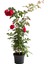 Garden Box Kırmızı Sarmaşık Gül 1 Adet Saksılı/tüplü 50-80 cm (Red Rose) 1