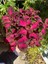 Yaprak Güzeli Çiçeği Bordo Renk 1 Adet Saksılı 10-20CM (Coleus) 3