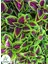 Yeşil Yaprak Güzeli Çiçeği 1 Adet Saksılı Kolyos (Coleus) 1
