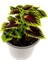 Yeşil Yaprak Güzeli Çiçeği 1 Adet Saksılı Kolyos (Coleus) 2