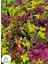 Yeşil Yaprak Güzeli Çiçeği 1 Adet Saksılı Kolyos (Coleus) 3