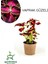 Yaprak Güzeli Kolyos Çiçeği Saksılı 15-25CM 1
