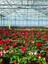 Kırmızı Bardak Menekşesi 1 Adet Saksılı Red Gloxinia 3