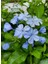 Mavi Yasemin Çiçeği Fidanı 1 Adet Saksılı 30-60CM Sarmaşık Bitki(Plumbago) 1