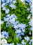 Mavi Yasemin Çiçeği Fidanı 1 Adet Saksılı 30-60CM Sarmaşık Bitki(Plumbago) 2