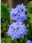 Sarmaşık Mavi Yasemin Çiçeği Fidanı 30-60CM (Plumbago) 2