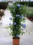 Sarmaşık Mavi Yasemin Çiçeği Fidanı 30-60CM (Plumbago) 3