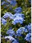Sarmaşık Mavi Yasemin Çiçeği Fidanı 40-60CM (Plumbago) 1