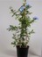 Sarmaşık Mavi Yasemin Çiçeği Fidanı 40-60CM (Plumbago) 3