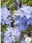 Mavi Sarılıcı Yasemin Çiçeği Saksılı 1 Adet 30-60CM (Blue Jasmine) 1