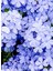 Mavi Sarılıcı Yasemin Çiçeği Saksılı 1 Adet 30-60CM (Blue Jasmine) 2