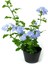Mavi Sarılıcı Yasemin Çiçeği Saksılı 1 Adet 30-60CM (Blue Jasmine) 3