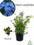 Garden Box Formlu Mavi Yasemin Çiçeği 1 Adet  30-60CM(PLUMBAGO)+YEŞIM Para Çiçeği 1